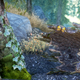 Illustration for article titled What emSkyrim/em Looks Like When Youre Running 100 Mods At Once